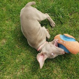 Weimaraner Puppies from Miller's Weimaraners