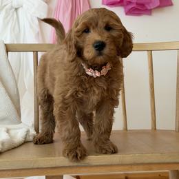 Rosie - Apricot female Goldendoodle puppy in Sugarcreek, Ohio from True Hearted Doodles