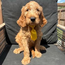 Yellow - Apricot male Goldendoodle puppy in Buda, Texas from Anita’s Doodles