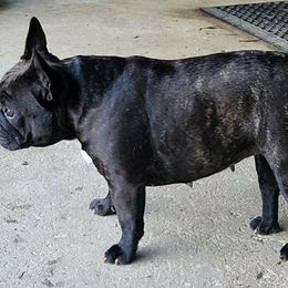 French Bulldog All Grown Up from Southern Domination Bulldogs