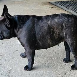 French Bulldog All Grown Up from Southern Domination Bulldogs