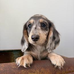 Zues - Dapple male Dachshund puppy in Squires, Missouri from Hudson’s Hounds