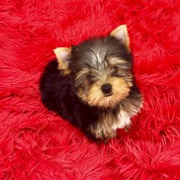 Yorkshire Terrier Puppies from The Royal Yorkie Den LLC