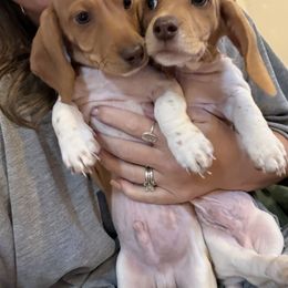 Benny - Piebald male Dachshund puppy in Harold, Kentucky from Taylors Tiny Tails