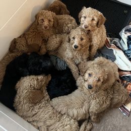 Goldendoodle Puppies from Dream Lake Doodles