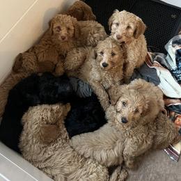 Goldendoodle Puppies from Dream Lake Doodles