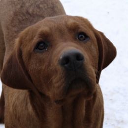 Red - Labrador Retriever
