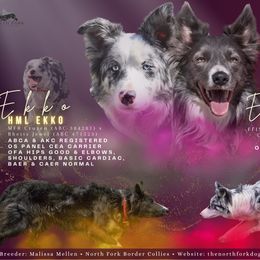 Border Collie puppies from North Fork Border Collies