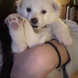 American Eskimo Dog Puppies from Eskie Babes
