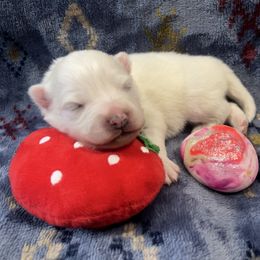 Prim - White female American Eskimo Dog puppy in West Jordan, Utah from Ketura’s Angels Kennels