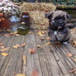 Havanese Puppies from Charlotte Landry