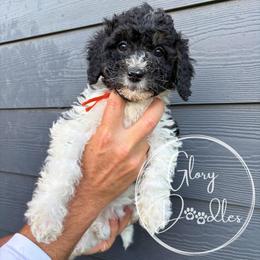 Orange - Tri-color female Bernedoodle puppy in Rockwall, Texas from Glory Doodles