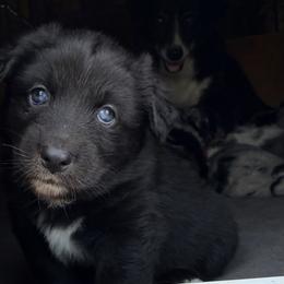 Sage - Black & white female Australian Shepherd puppy in Mineral Wells, Texas from A6 Australian Shepards