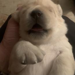 Labrador Retriever Puppies from Findaway Labradors
