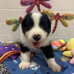 Orange collar boy - Black and white male Border Collie puppy in Litchfield Park, Arizona from Dragonfly BC Puppies (Champion Lineage)