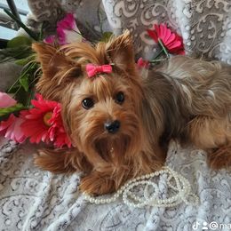 Sophie - Yorkshire Terrier