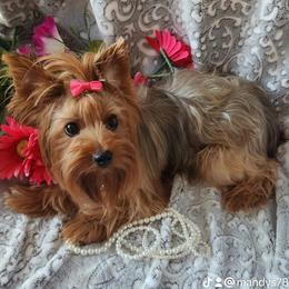 Sophie - Yorkshire Terrier