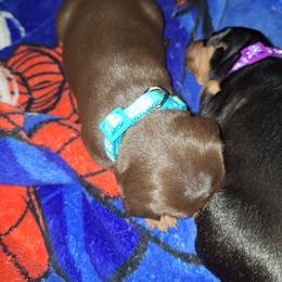 Nymeria - Chocolate and tan female Miniature Pinscher puppy in Grove, Oklahoma from K&J's Min Pins Of Grand Lake