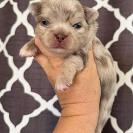 Mack - Merle male Chihuahua puppy in Newport Beach, California from Exotic City Pomeranians and chihuahuas