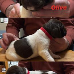Girl 3 - Black and white female German Shorthaired Pointer puppy in Topeka, Kansas from Autumn Prairie Kennel