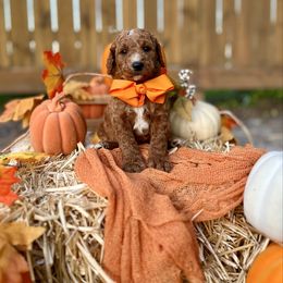 Apple's Orange Boy - Red  male Goldendoodle puppy in Kountze, Texas from Texas Doodles LLC
