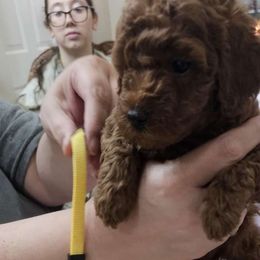 Girl 2 - Poodle puppy from Sondra's Miniature Poodles