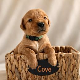 Cove - Dark golden male Golden Retriever puppy in San Bernardino, California from Thegoldendreams1