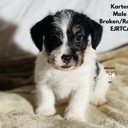Karter - Tri-color male Russell Terrier puppy in Lufkin, Texas from Dixie-Rose JRT