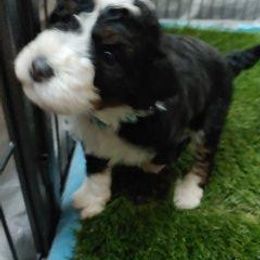 Bernedoodle Puppies from Kiya's Bernedoodles