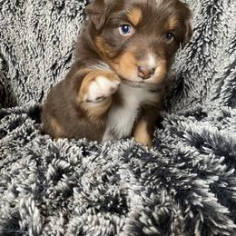 Australian Shepherd Puppies from Burdock Hill Australian Shepards