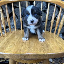 Cider - Black tri-color male Australian Shepherd puppy in Hillsboro, Oregon from Delaney's Australian Shepherds