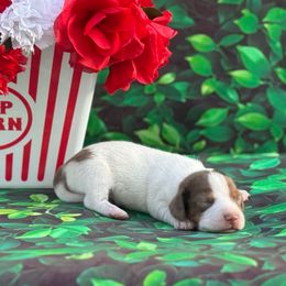 Simon - Piebald male Dachshund puppy in Colbert, Oklahoma from Brooke Crenshaw