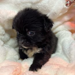 Ramon - Black male Pekingese puppy in Elgin, South Carolina from Silver Bells Paw Prints