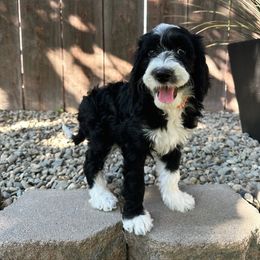 Girl 2 - Goldendoodle puppy in Modesto, California from Two Doods Doodles