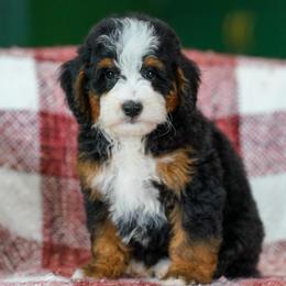 Graham - Tri-color male Bernedoodle puppy in Dundee, Ohio from Down Home Doodle