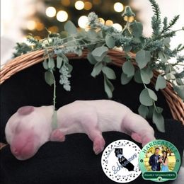 Male 1 - White male Miniature Schnauzer puppy in Sacramento, California from T & A Cali Schnauzer