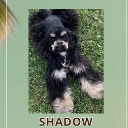 Shadow - Cocker Spaniel