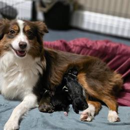 Miniature Australian Shepherd puppies from Kelly Pompeo