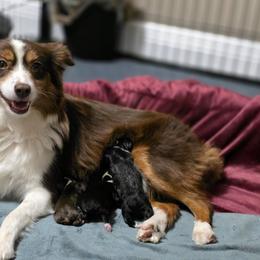 Miniature Australian Shepherd puppies from Kelly Pompeo