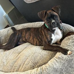 Boxer Puppies from Winchester Boxers