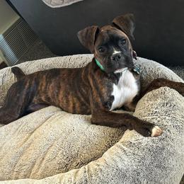 Boxer Puppies from Winchester Boxers