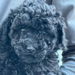 Mae - Blue female Poodle puppy in Florence County, South Carolina from Modern Family Standards