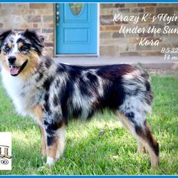 Kora - Miniature Australian Shepherd