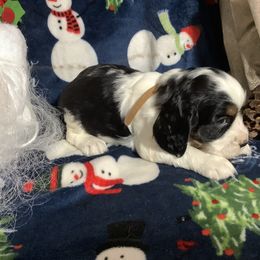 Boy 5 Brown collar - English Springer Spaniel puppy from Stratton Spaniels