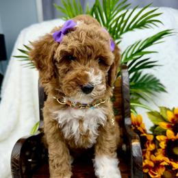 Purple - Red  female Poodle puppy in West Hamlin, West Virginia from My Vision Poodles