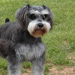 Bernese Mountain Dogs and Miniature Schnauzers from Water Oak Farm