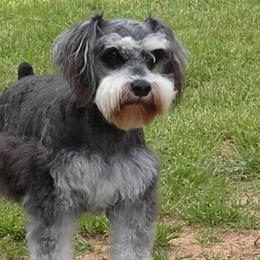 Bernese Mountain Dogs and Miniature Schnauzers from Water Oak Farm