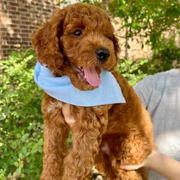 Cinnamon Coco - Red  male Goldendoodle puppy in Richmond, Texas from Harper’s Heartbeats
