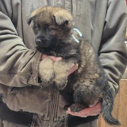 Boy 2 Mint - Sable male German Shepherd puppy in Lake George, Colorado from High Country German Shepherds