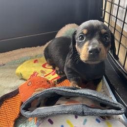 Dachshund Puppies from Mahzian Miniature Dachshunds